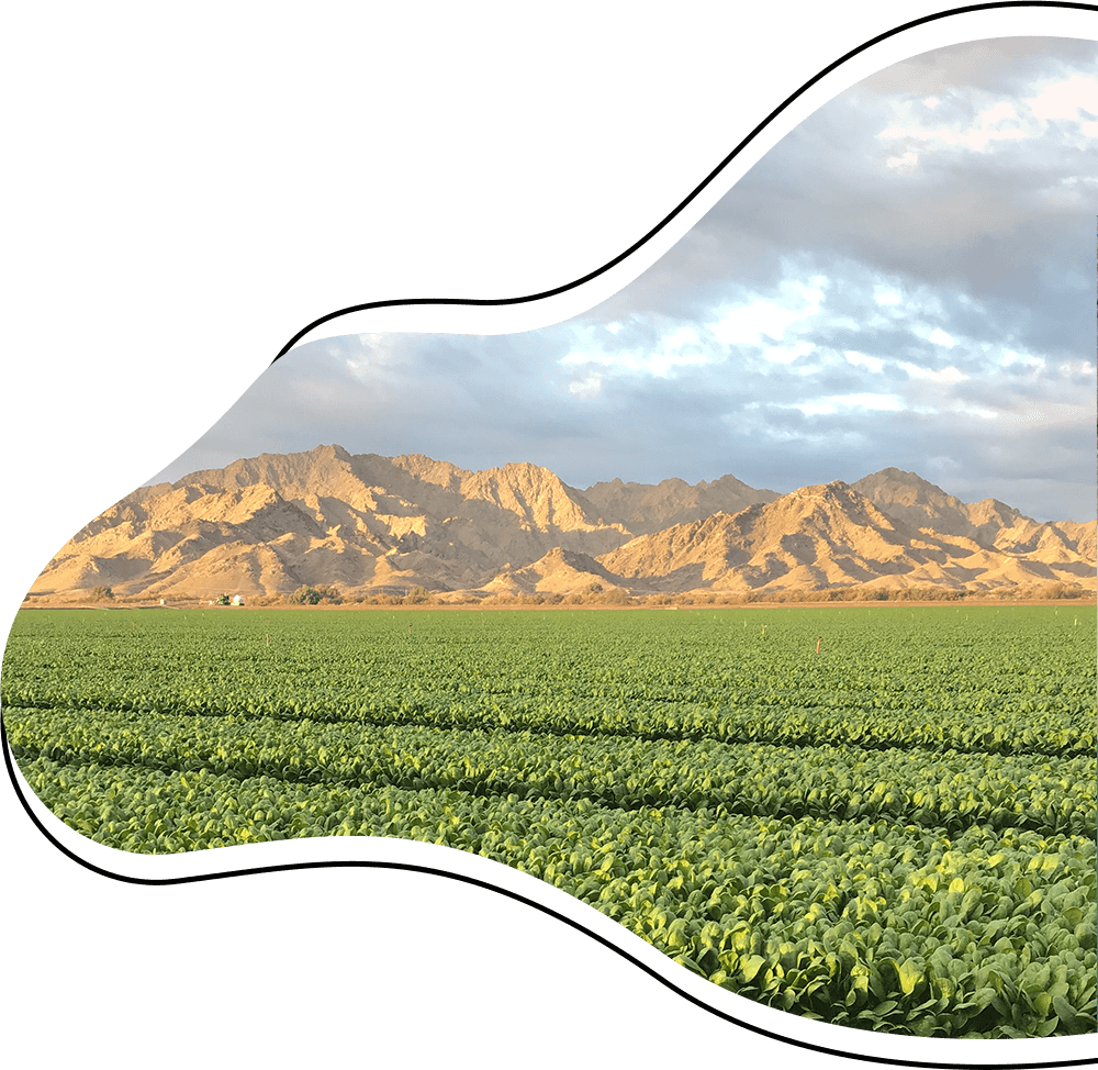 Yuma Area Agricultural Council